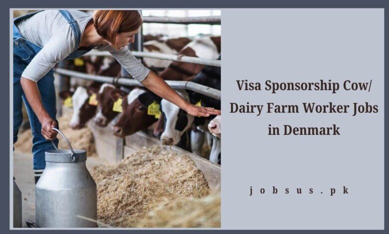 Visa Sponsorship Cow Dairy Farm Worker Jobs in Denmark